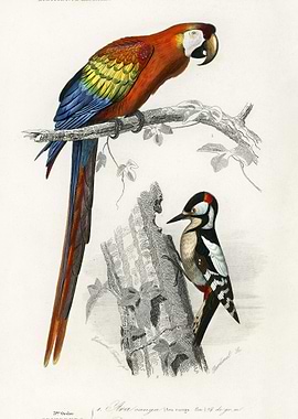 Parrot And Woodpecker