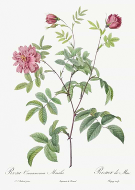 Vintage Cinnamon Rose Post