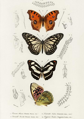 Collection Of Butterflies