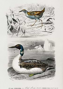 Different Types Of Birds I