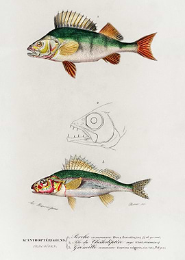 Perca Fluviatilis And Gymn