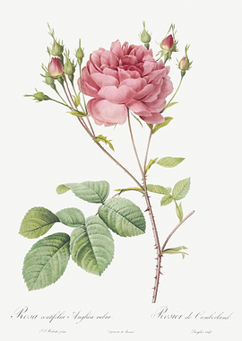 Pink Cumberland Rose