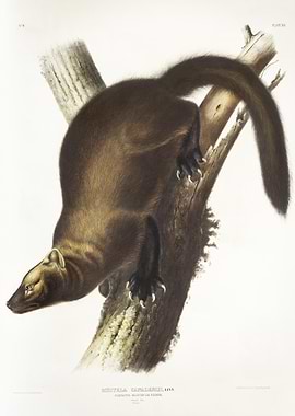 Pennant39S Marten Mustela