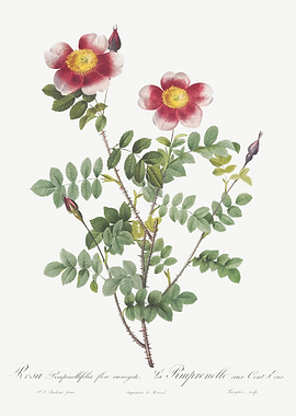 Vintage Burnet Rose Poster