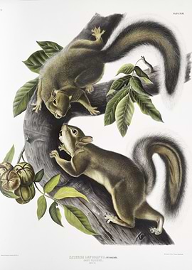 Hare Squirrel Sciurus Lepo