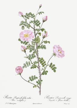 Pink Scotch Briar Rose
