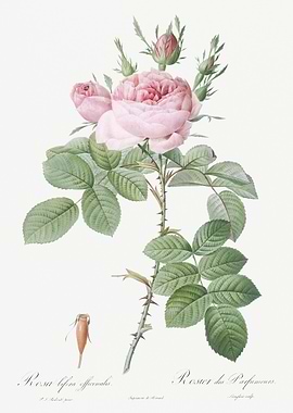 Vintage Pink Rose Poster