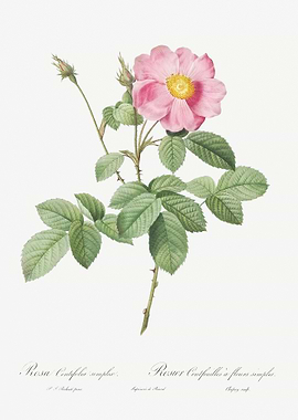 Vintage Cabbage Rose Poste