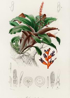 Bromeliad Aechmea Discolor