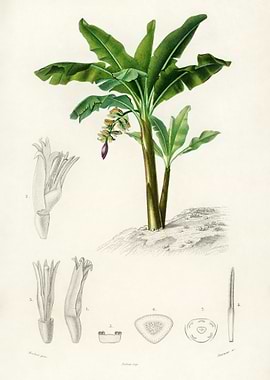 Musa Chinensis Illustrated