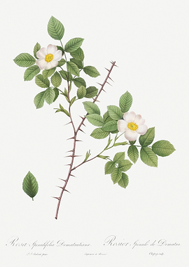 Vintage Rose Of Dematra