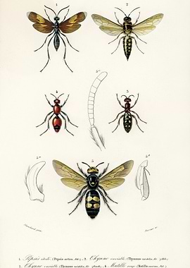 Different Types Of Insects