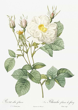 White Rose Of York