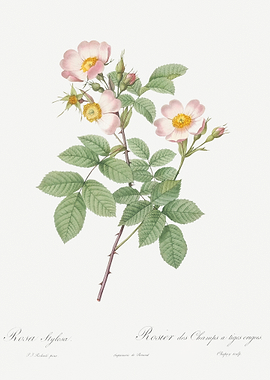 Beautiful Field Rose Drawi