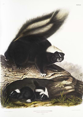 American Skunk Mephitis Am
