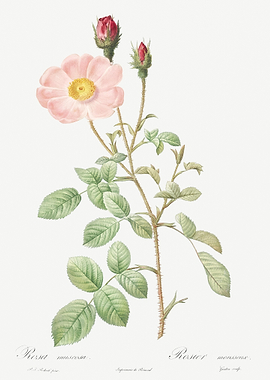 Vintage Musk Rose Poster