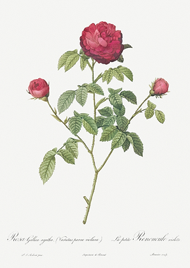 Agatha Rose In Bloom