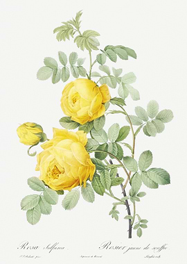 Vintage Sulphur Rose Drawi