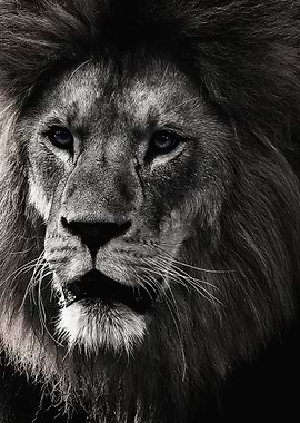 wild lion head poster