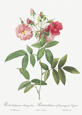 Hudson Rose In Bloom