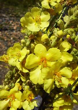 Mallow after the rain