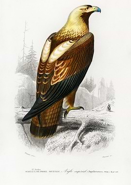 Eastern Imperial Eagle Aqu