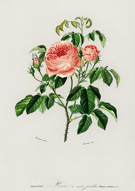 Cabbage Rose Rosa Centifil