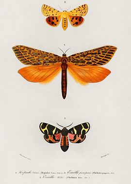 Different Types Of Moths I