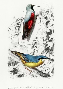 Different Types Of Birds I