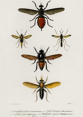 Different Types Of Insects