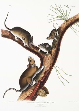 Florida Rat Neotoma Florid
