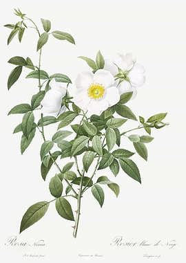 Blooming White Roses