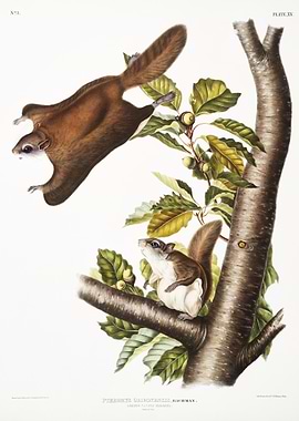 Oregon Flying Squirrel Pte