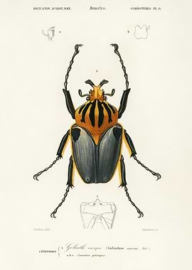 Goliathus Cacicus Illustra