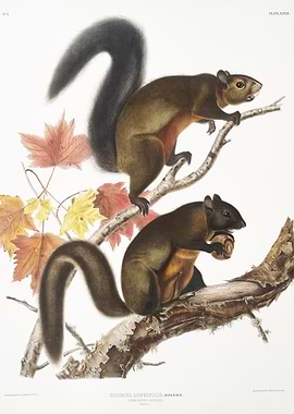 LongHaired Squirrel Sciuru