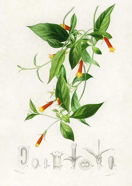 Candy Corn Vine Manettia B