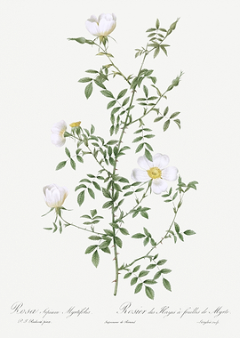 Vintage Hedge Rose Poster