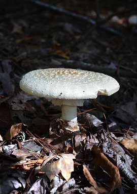 Mushroom 1