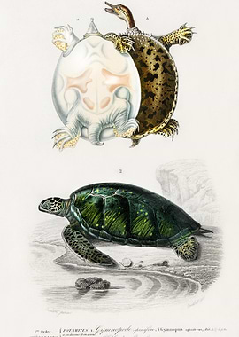 Green Sea Turtle Chelonia