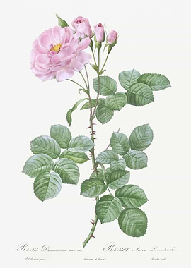 Vintage Damask Rose Poster