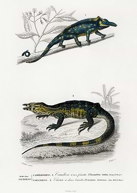 TwoHorned Chameleon Furcif