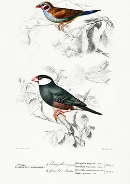 RedCheeked Cordonbleu Urae