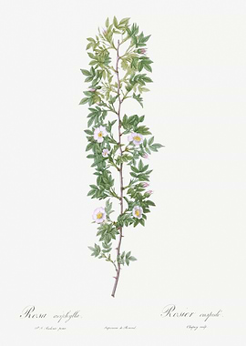 Vintage Cuspidate Rose Pos