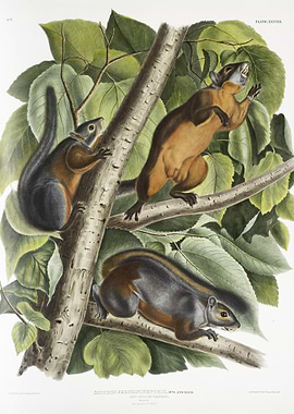 RedBellied Squirrel Sciuru