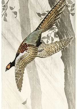 Flying Pheasant 1900 1910