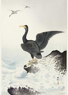 Red Mask Cormorant On Rock