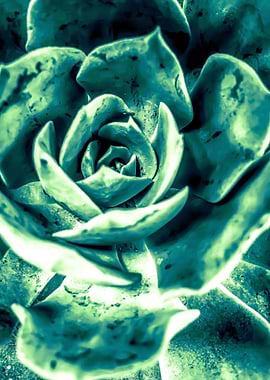 green succulent plant