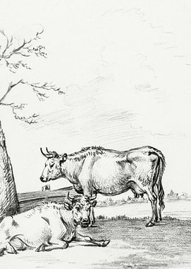 Standing And Lying Cow By