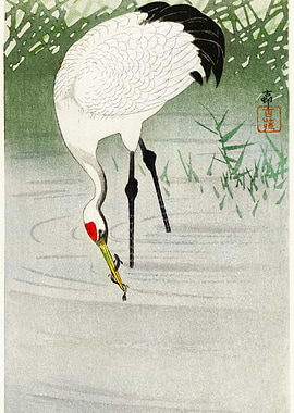 Fishing Crane In Shallow W