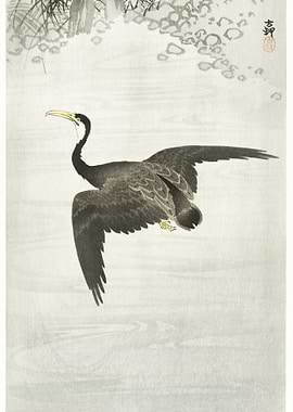 Cormorant In Flight 1900